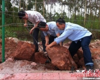 广东河源发现罕见扁形古生物化石(图)