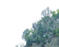 木制手串走俏:太行山柏树遭殃