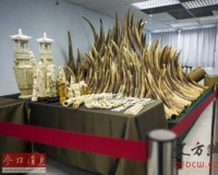 《南华早报》称激进组织从向中国走私象牙中获利
