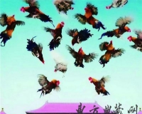 企业收藏如何避免土豪风