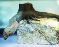 �Ͼ�����ǽ��������������չ�� ��ת����ӡ������