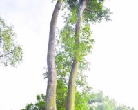 �㶫����֮�䣺����Ұ������Ƶ�ⶾ��