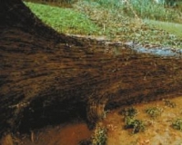 ũ��ӵ��ڳ�30����ľ ��19.6��Ԫ���г乫(ͼ)