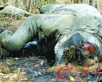 ����Ұ��������в������磺��ⱽ�����������