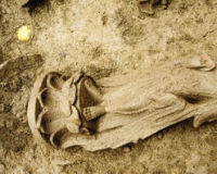 �ɶ����Ų������п���ʱ�����ϳ�����