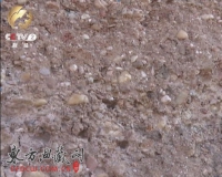 �ӱ��ȵ����ڱ�ʯֲ�����٣���ʯ��������Ԫ