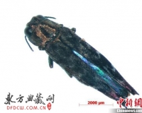 进口大果紫檀木暗藏大量活体害虫