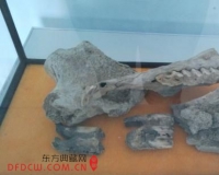 河北康保旧石器时代至当代民俗展:含猛犸象化石