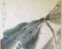 现代画家唐云的诗性荷花