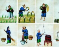清代通草画媲美埃及莎草画
