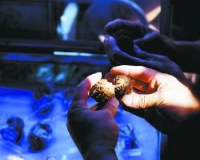 掌中核桃玩出收藏文化