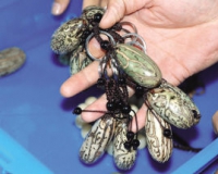 非洲千眼菩提子首次从天津口岸登陆