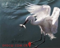 摄影:超长焦下的水墨仙鹤图