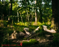 灵感来源于神话:用摄影拍出灵动绝美女神