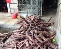 木料商赌树不确定:海南黄花梨价格为啥狂涨