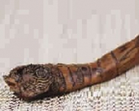 沉香笋干气味幽雅