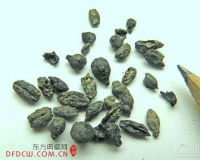 1500岁葡萄籽解密拜占庭时期美酒