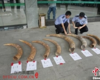 南宁海关缉私民警奔袭数百公里截获四对走私象牙