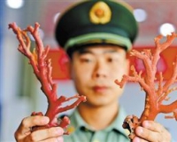 暴利催生黑色产业链:红珊瑚遭毁灭性盗猎