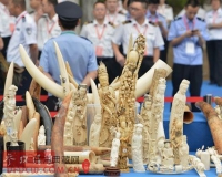 中国承诺彻底取缔国内象牙贸易