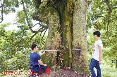 树干直径达到2.1米