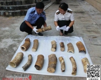 昆明海关查获46公斤走私象牙