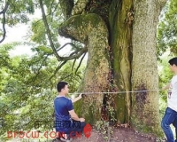 22套房换8棵楠木村民断然拒绝 政府申请挂牌保护