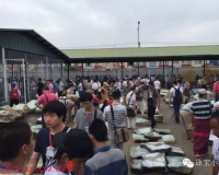 独家报道:2015年缅甸翡翠原石交易现场