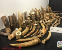 3名中国游客走私象牙在瑞士被截获