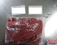 深圳罗湖海关今年查获8宗走私红珊瑚案