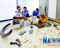 3人从境外邮寄走私象牙