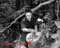 云南野生象遭砍头取牙:警方悬赏4万缉凶