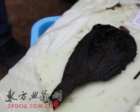 荆州战国楚墓出土2400年前干鲫鱼和铠甲(图)