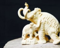 猛犸象牙收藏:禁令下猛打擦边球