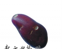 专家称假皮新疆和田籽料充斥市场 纠纷很多