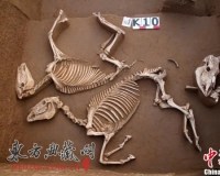 陕西西周墓葬群出土铭文青铜器:车马坑内发现牛