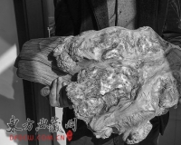 太行崖柏千年成:滥采成风满山空