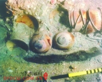 һ����ʮ�������չ�ֳ�ɳҤ����