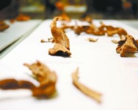 �й����ʳ����Ļ������ὥ���г������