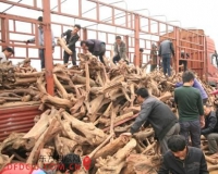 仙游千人疯抢紫檀柳:场面几乎失控