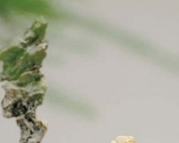 印章市场缓慢升温:皇家印吸引高端眼球(图)