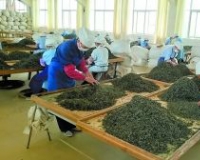 普洱春茶价跌两成:迷信山头茶成水鱼