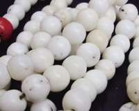 砗磲价格五年涨10倍