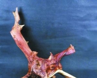 文玩崖柏凭什么一夜暴富