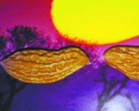 异形核桃成文玩市场新宠