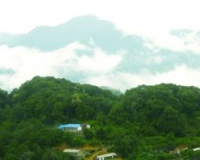 古树茶受追捧:行业洗牌的导火索