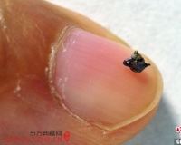 台湾微雕家陈逢显雕出世界最小紫砂茶壶