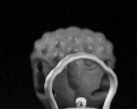 今年的紫砂行情呈两极分化趋势