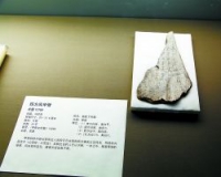 甲骨文首入珍贵古籍名录