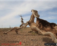 奇石收藏:为了石头多少人流汗流血丢命